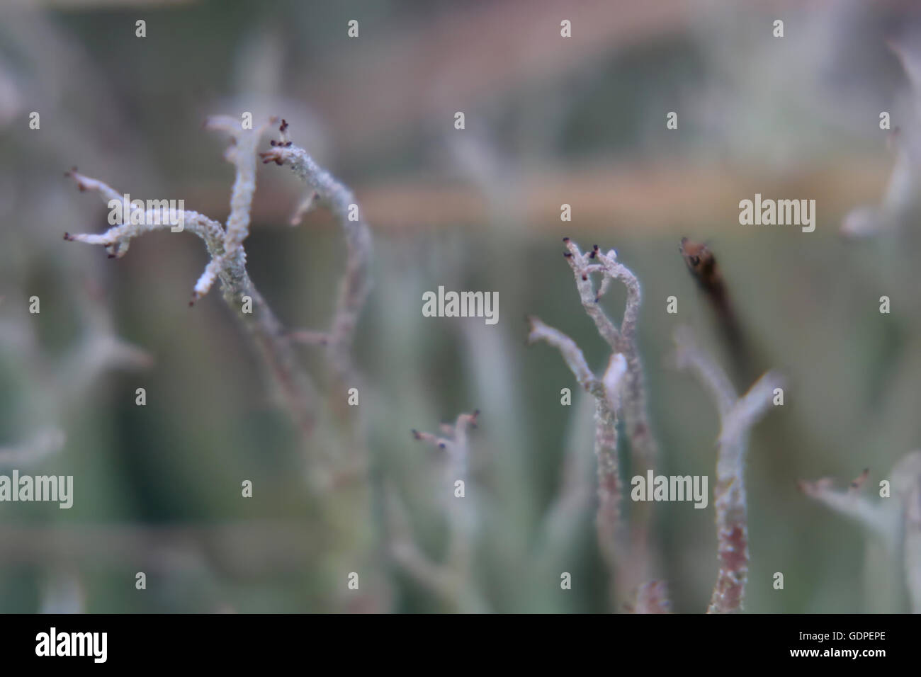 Bizarre Makro eine fruticose Pokal Flechtenarten (Cladonia Scabriuscula). Stockfoto