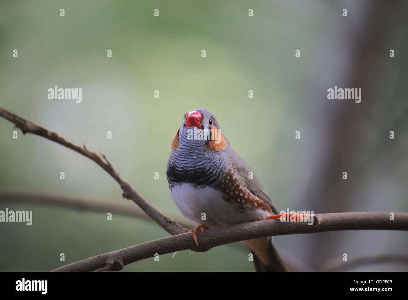 Männlichen Zebrafinken (Taeniopygia Guttata) auf einem Zweig sitzen. Stockfoto