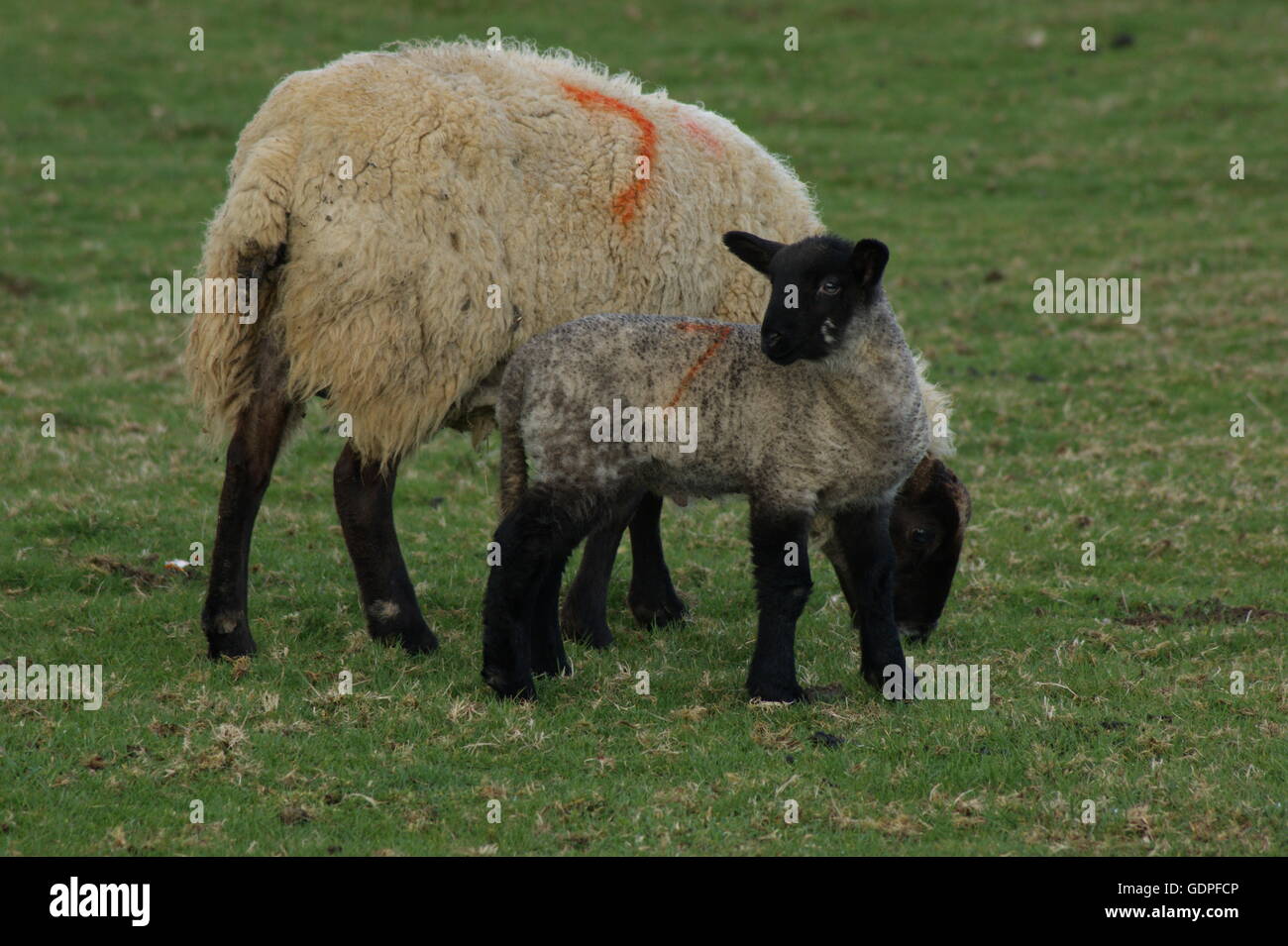 Ein Schaf mit ihr Lamm Stockfoto