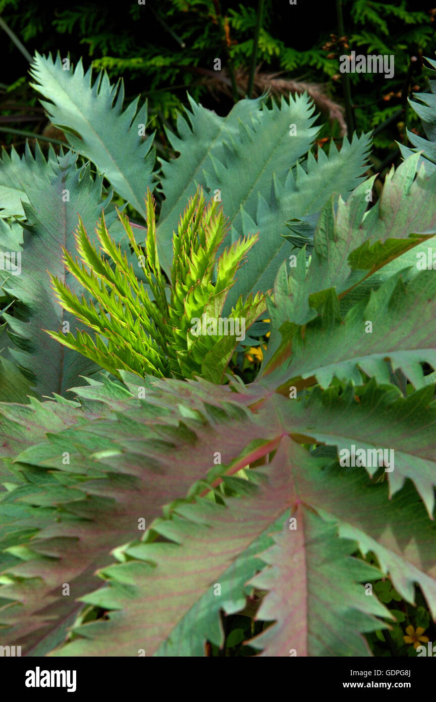 Melianthus major, Honigbusch, Stockfoto