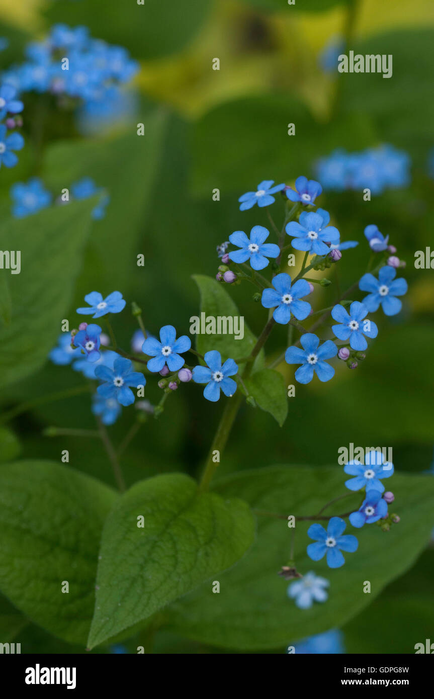 Myosotis Sylvatica, FORGET ME NOT, Stockfoto