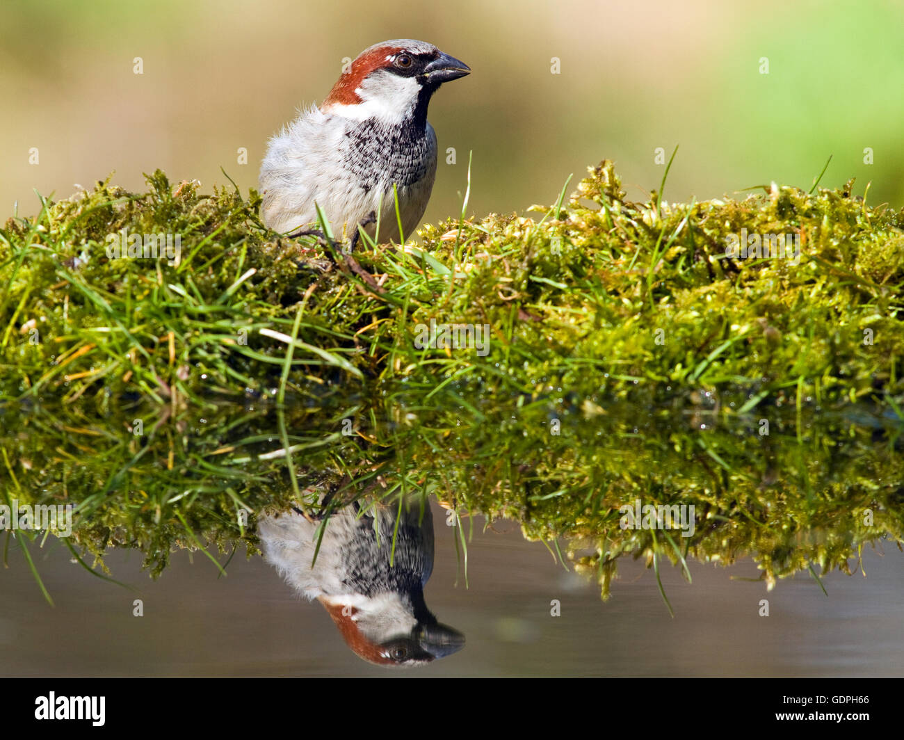 Haussperling zu trinken aus einem Garten pool Stockfoto