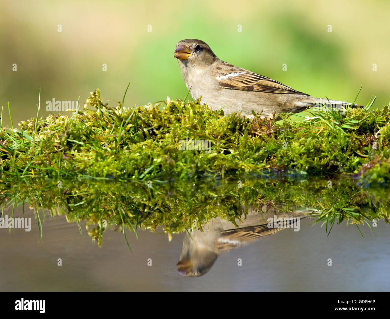 Haussperling zu trinken aus einem Garten pool Stockfoto