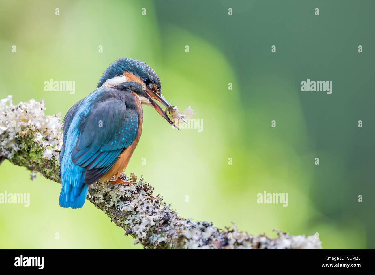 Gemeinsamen Kingfisher durch das Angeln im Fluss, ist lateinischer Name Common Kingfisher Alcedo atthis Stockfoto