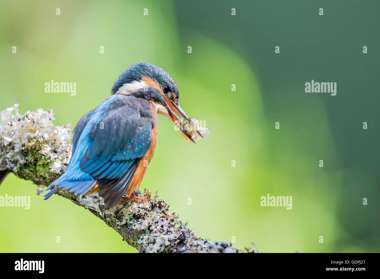 Gemeinsamen Kingfisher durch das Angeln im Fluss, ist lateinischer Name Common Kingfisher Alcedo atthis Stockfoto