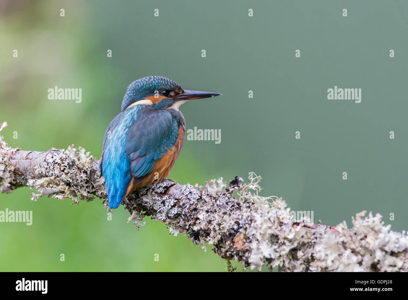 Gemeinsamen Kingfisher durch das Angeln im Fluss, ist lateinischer Name Common Kingfisher Alcedo atthis Stockfoto