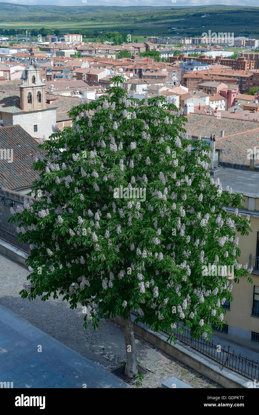 Kastanienbaum der Indianer in der Stadt Avila. Fotografien aus dem oberen Teil der Wand. Spanien Stockfoto