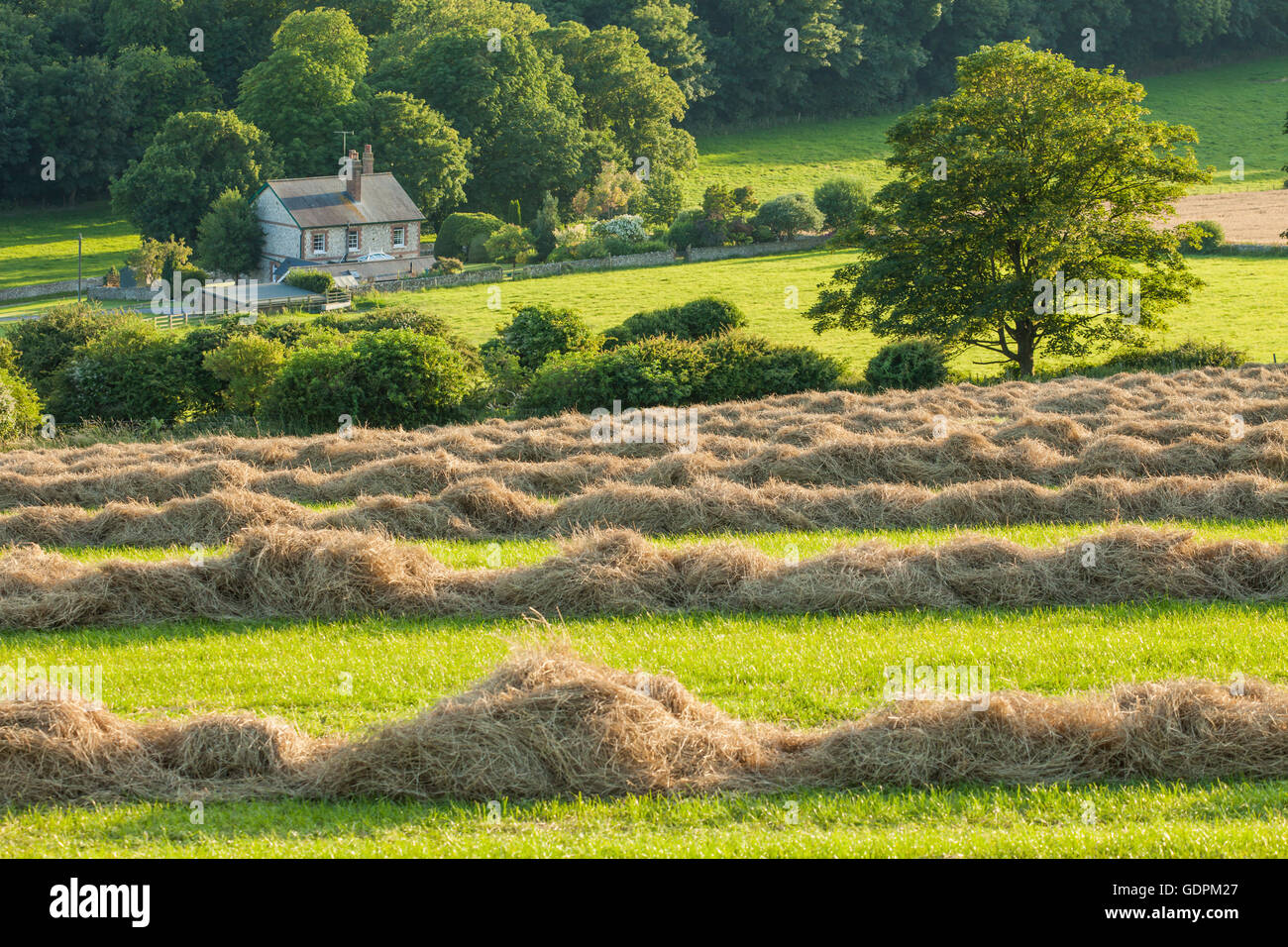 Sommer am Nachmittag in South Downs National Park, England. Stockfoto