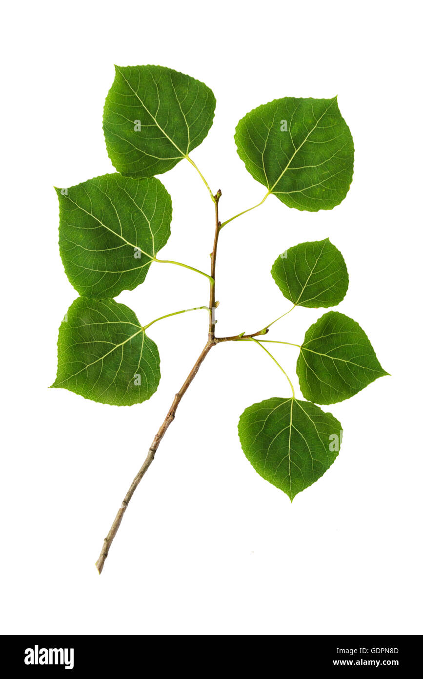 Beben Aspen Blätter ausgeschnitten hautnah auf weißem Hintergrund Stockfoto