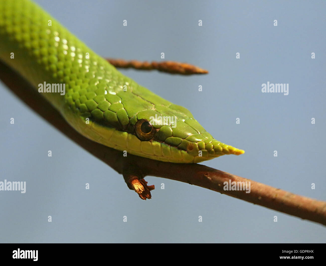 Vietnamesische Nashorn ratsnake oder longnose Schlange (Gonyosoma boulengeri, Rhynchophis Boulengeri). Stockfoto