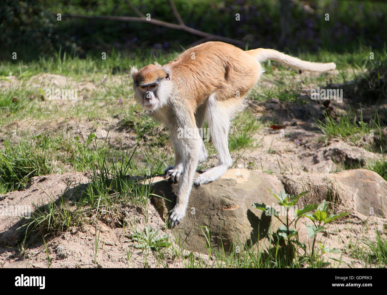 Alert afrikanischen Patas oder Husaren Affe (Erythrocebus Patas) Stockfoto