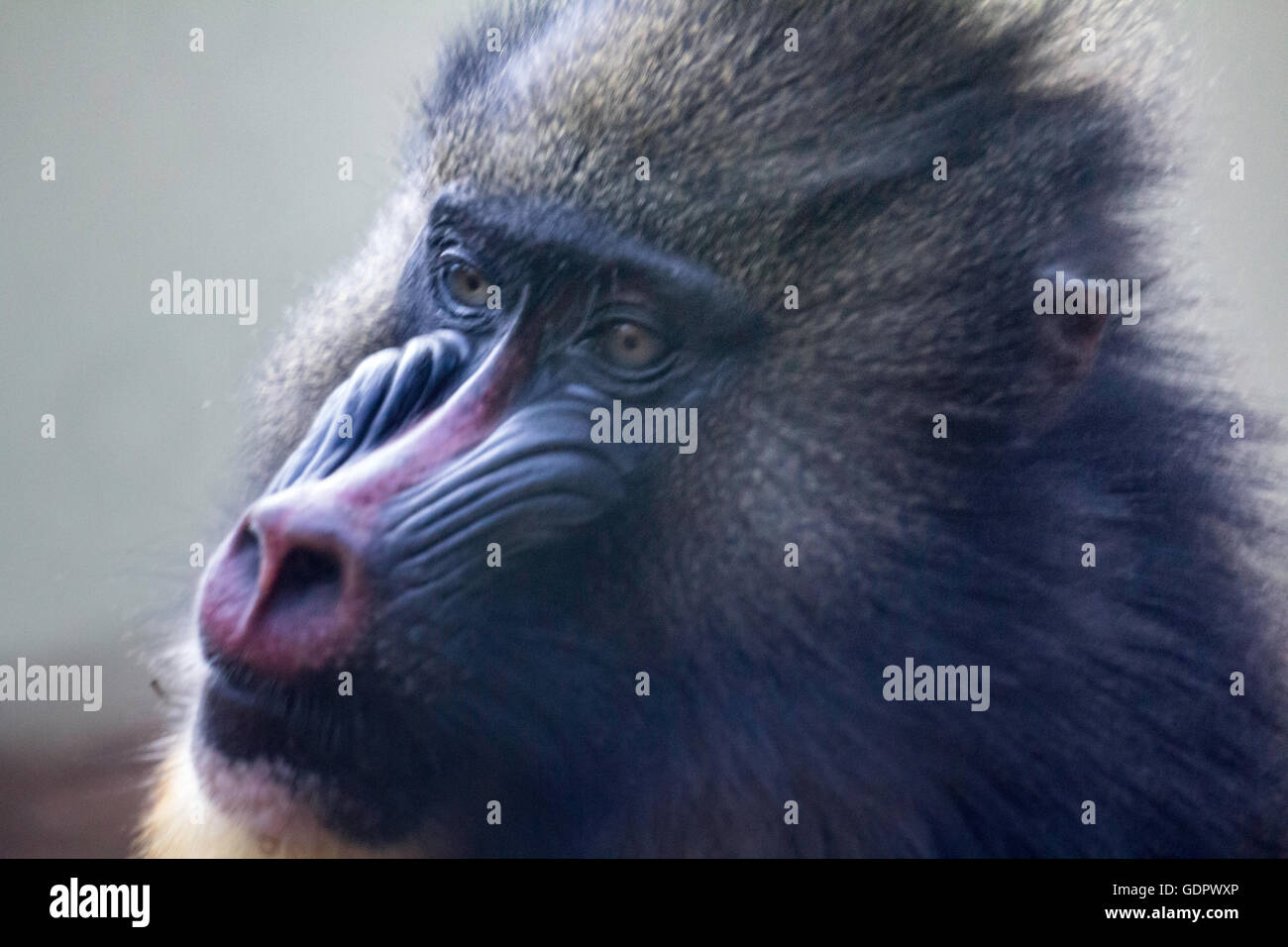Mandrillo (Mandrillus Sphinx) Stockfoto
