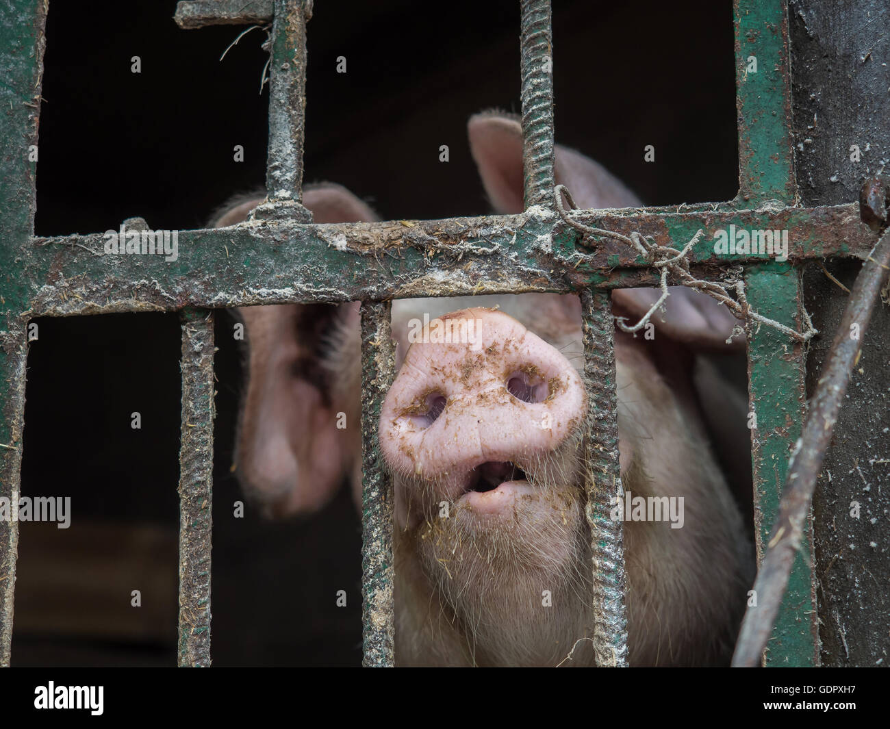 Bauernhof Schwein mit viel Interesse durch den Pigstay-Zaun Stockfoto