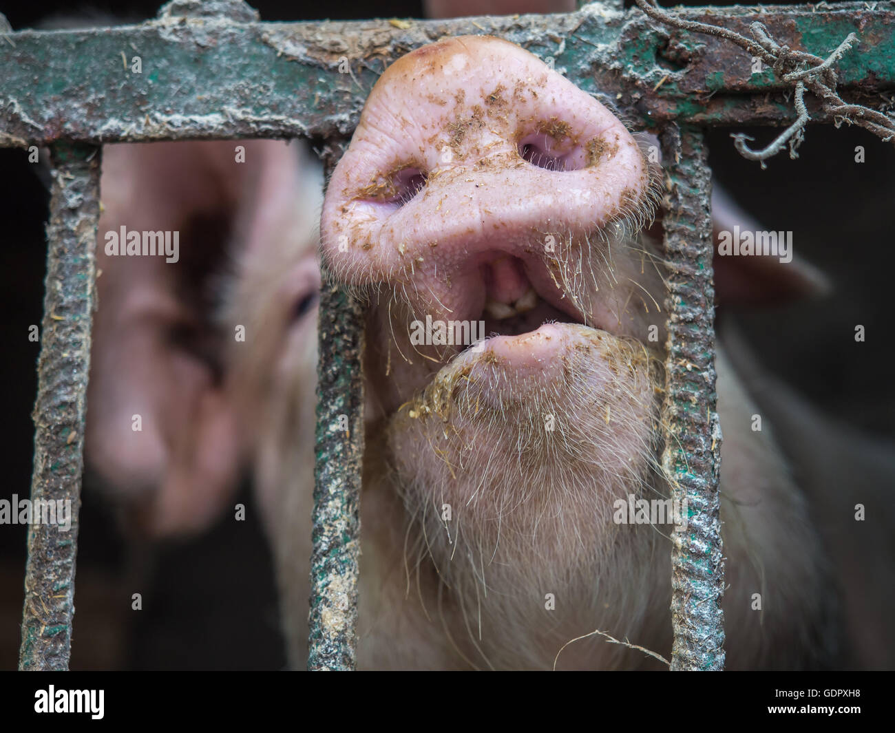 Bauernhof Schwein mit viel Interesse durch den Pigstay-Zaun Stockfoto