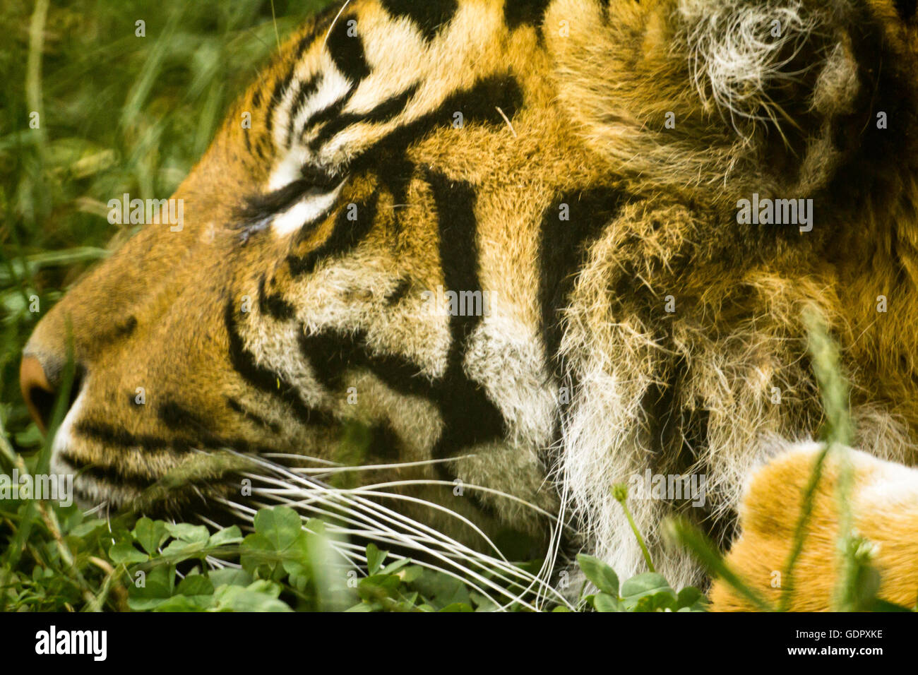 Tiger-Porträt Stockfoto
