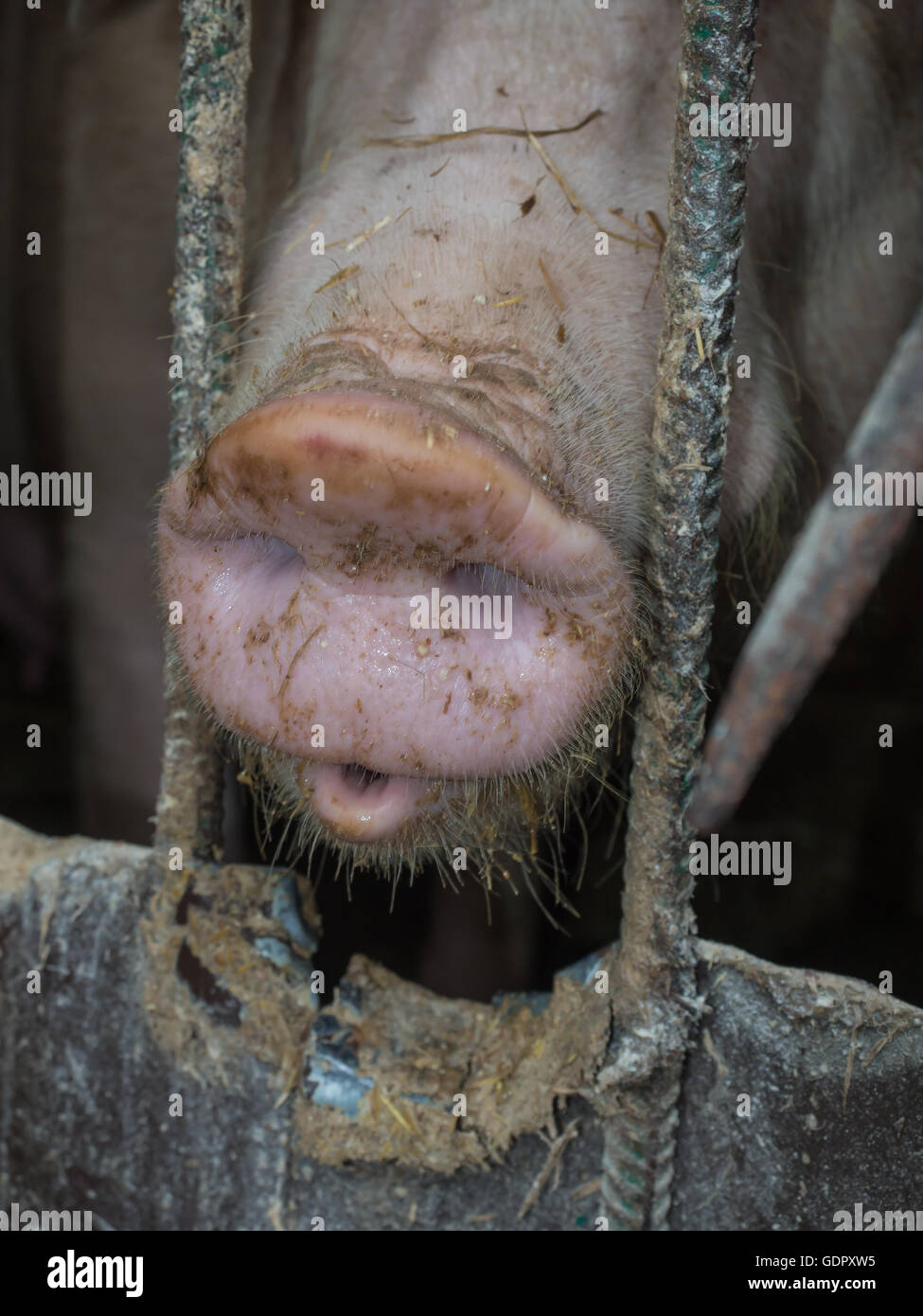 Bauernhof Schwein mit viel Interesse durch den Pigstay-Zaun Stockfoto