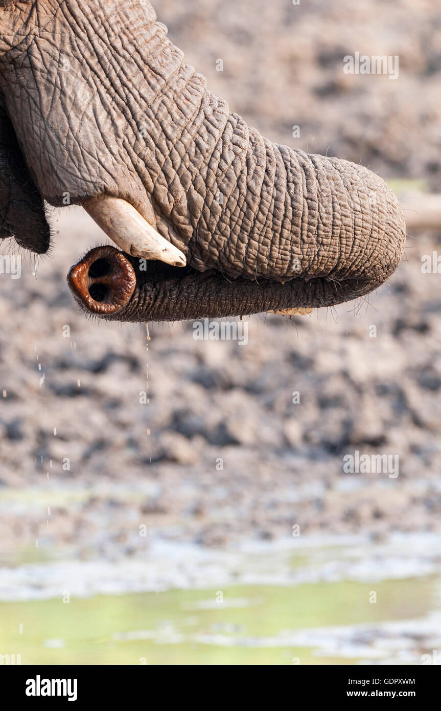 Eine abstrakte Aufnahme eines afrikanischen Elefanten Loxodonta africana Stamm im Mana Pools Nationalpark Simbabwe gesehen. Stockfoto