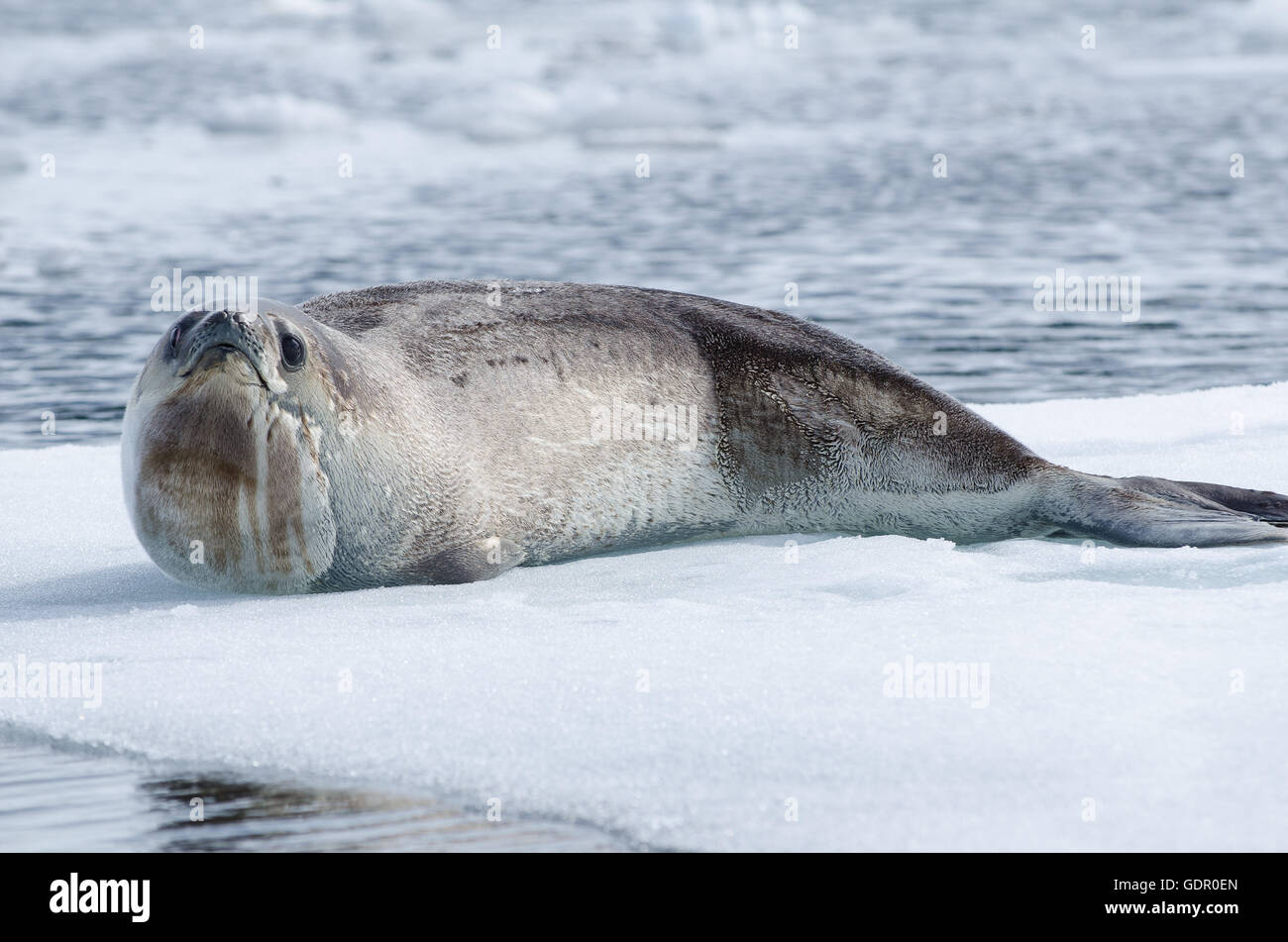 Ein Ross seal Ommatophoca Rossii auf einem Eisberg in der Antarktis zeigt der durchwachsenen Hals und kleine muzzy mit großen Augen Stockfoto