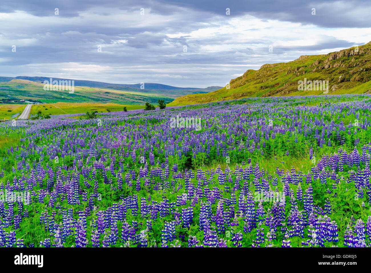 Isländische Landschaft im Sommer mit dem Gebiet der Blumen lebendige lila Nootka oder Alaskan Lupine als Vordergrund Stockfoto