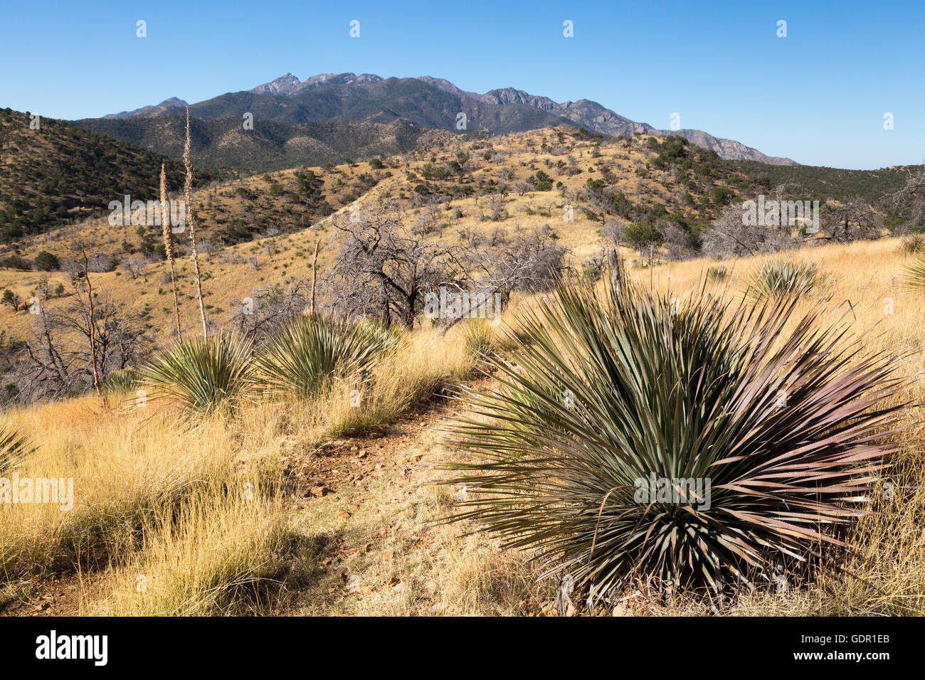 Yucca-Pflanzen wachsen in Ausläufern unterhalb der Santa Rita Mountains im Süden Arizonas. Coronado National Forest, Arizona Stockfoto