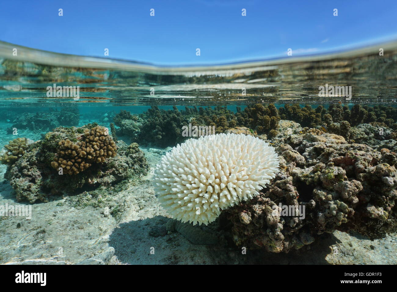 Gebleichte Acropora-Korallen im flachen Wasser, wegen El Nino, Pazifik, Französisch-Polynesien Stockfoto