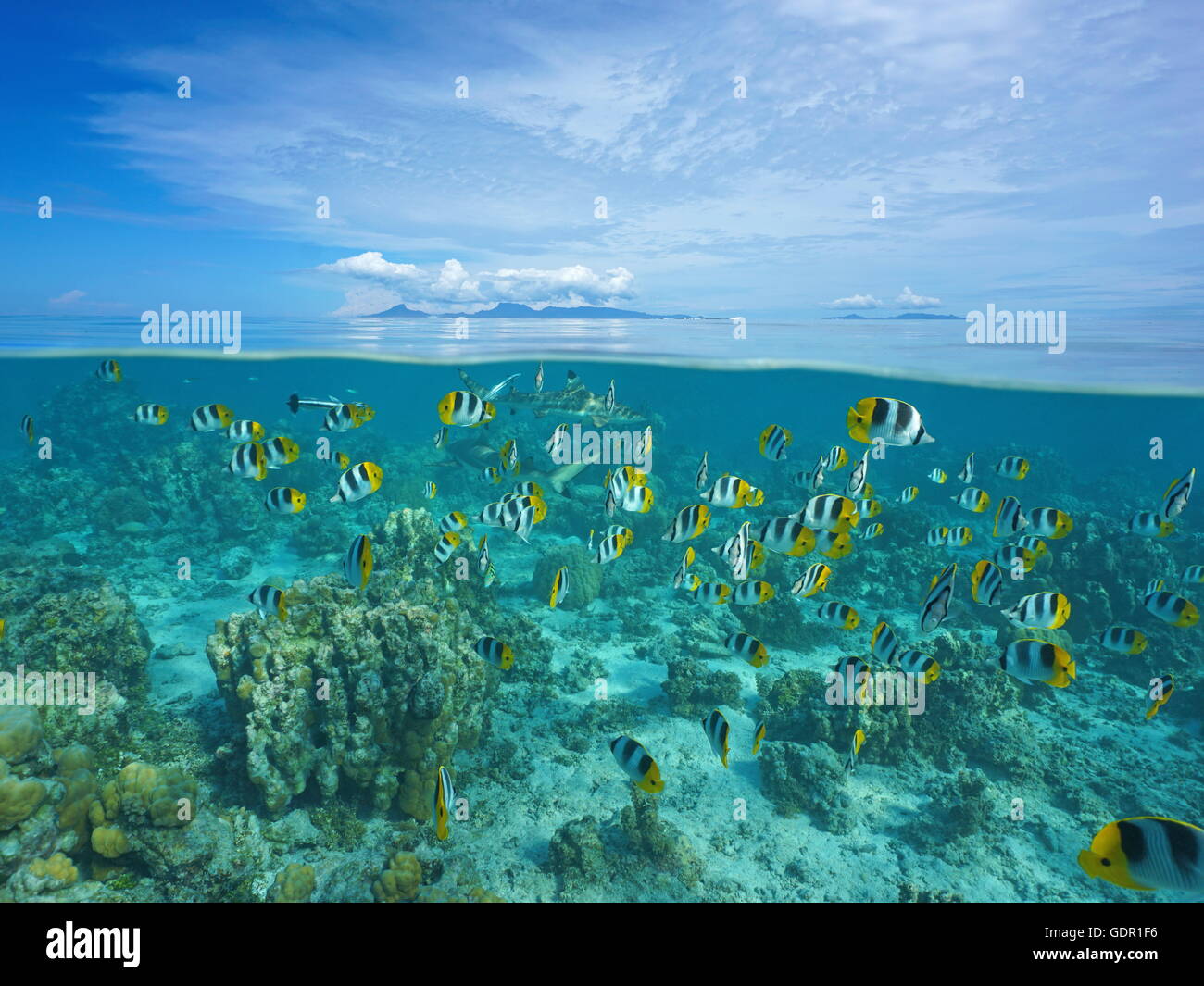 Oberhalb und unterhalb der Meeresoberfläche mit Raiatea und Tahaa Inseln am Horizont und Fisch Schwarm mit Hai Unterwasser, Französisch-Polynesien Stockfoto