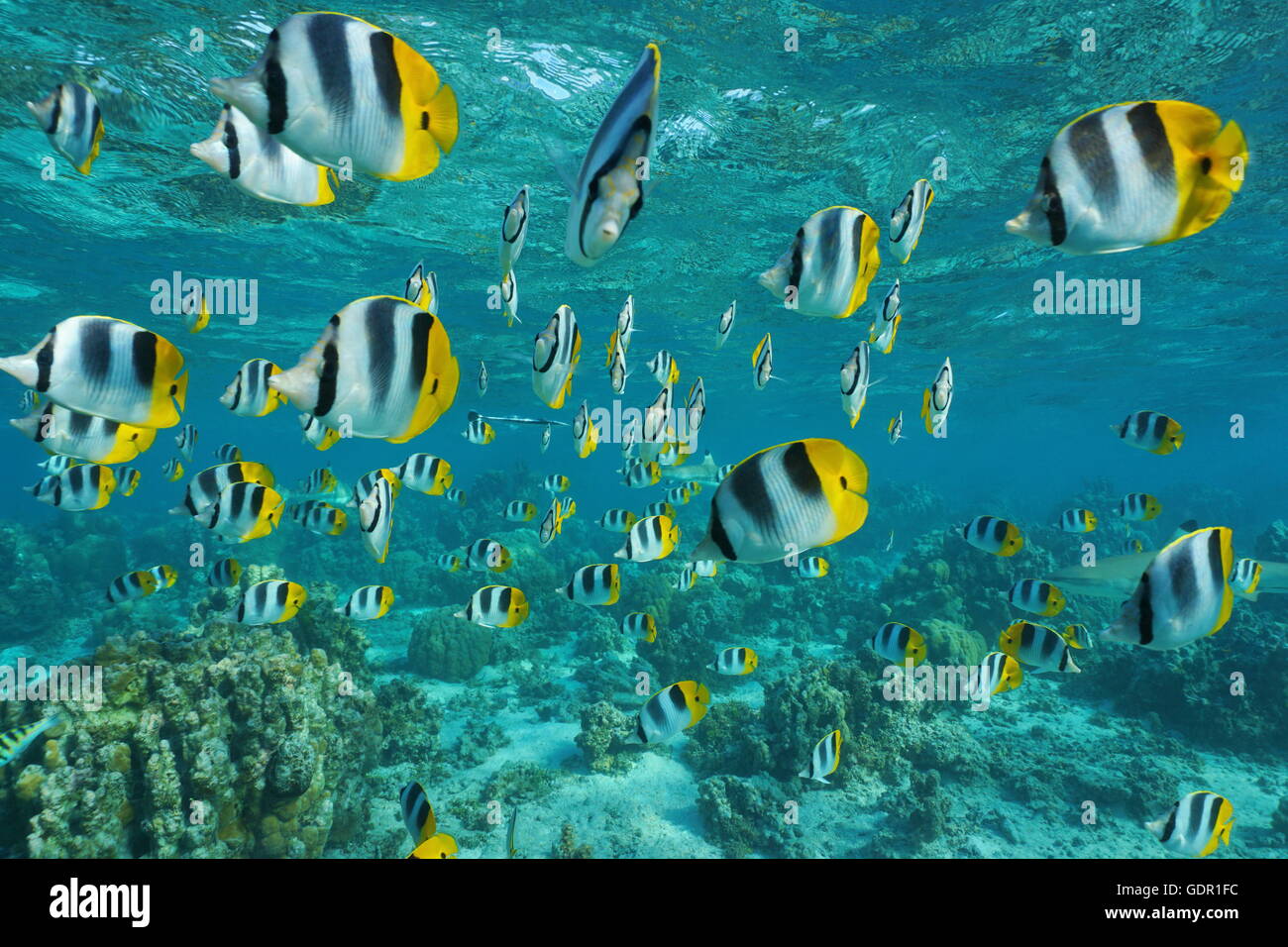 Schwarm von tropischen Fischen, Pacific Doppel-Sattel Butterflyfish, Chaetodontidae Ulietensis, im flachen Wasser der Lagune, Pazifik, Stockfoto