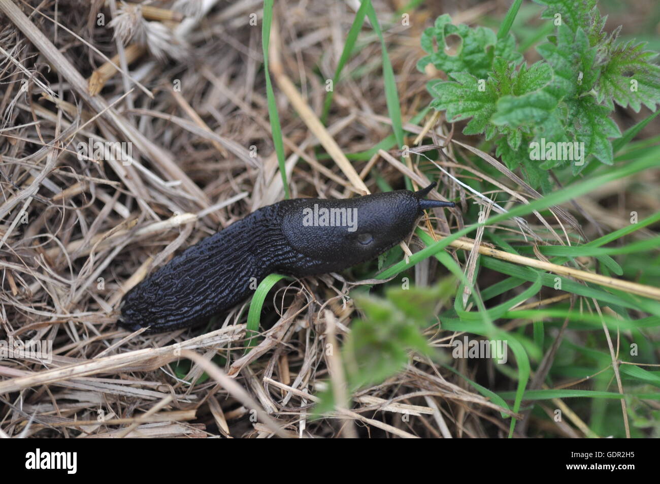 schwarze Schnecke Stockfoto