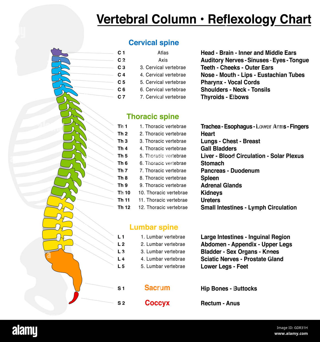 Wirbelsäule Reflexzonenmassage Chart mit genauer Beschreibung der entsprechenden inneren Organe und Körperteile. Stockfoto