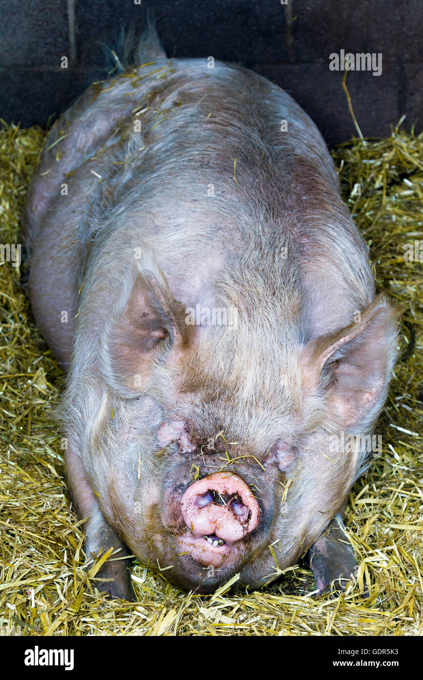 Schwein im Stall schlafen Stockfoto