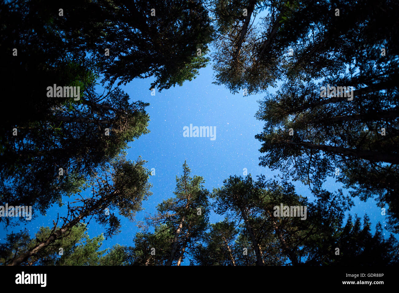 Ein Blick auf die Sterne des Nachthimmels unterhalb eines Pinienwaldes Bäume. Nacht Himmel Sommer Naturlandschaft. Stockfoto