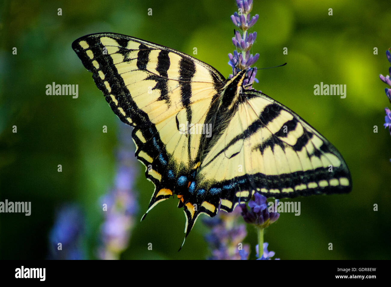 gelben Schmetterling auf lila Blüten, mit grünem Hintergrund Natur Stockfoto