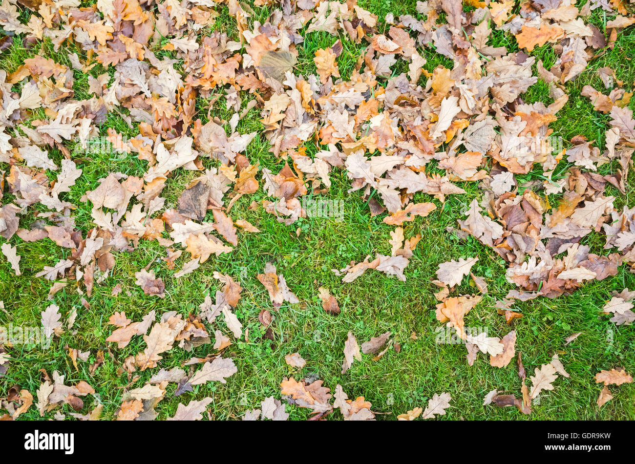 Herbstliche Eichenblätter lag auf dem grünen Rasen, natürlichen Hintergrund Fototexturen gefallen Stockfoto