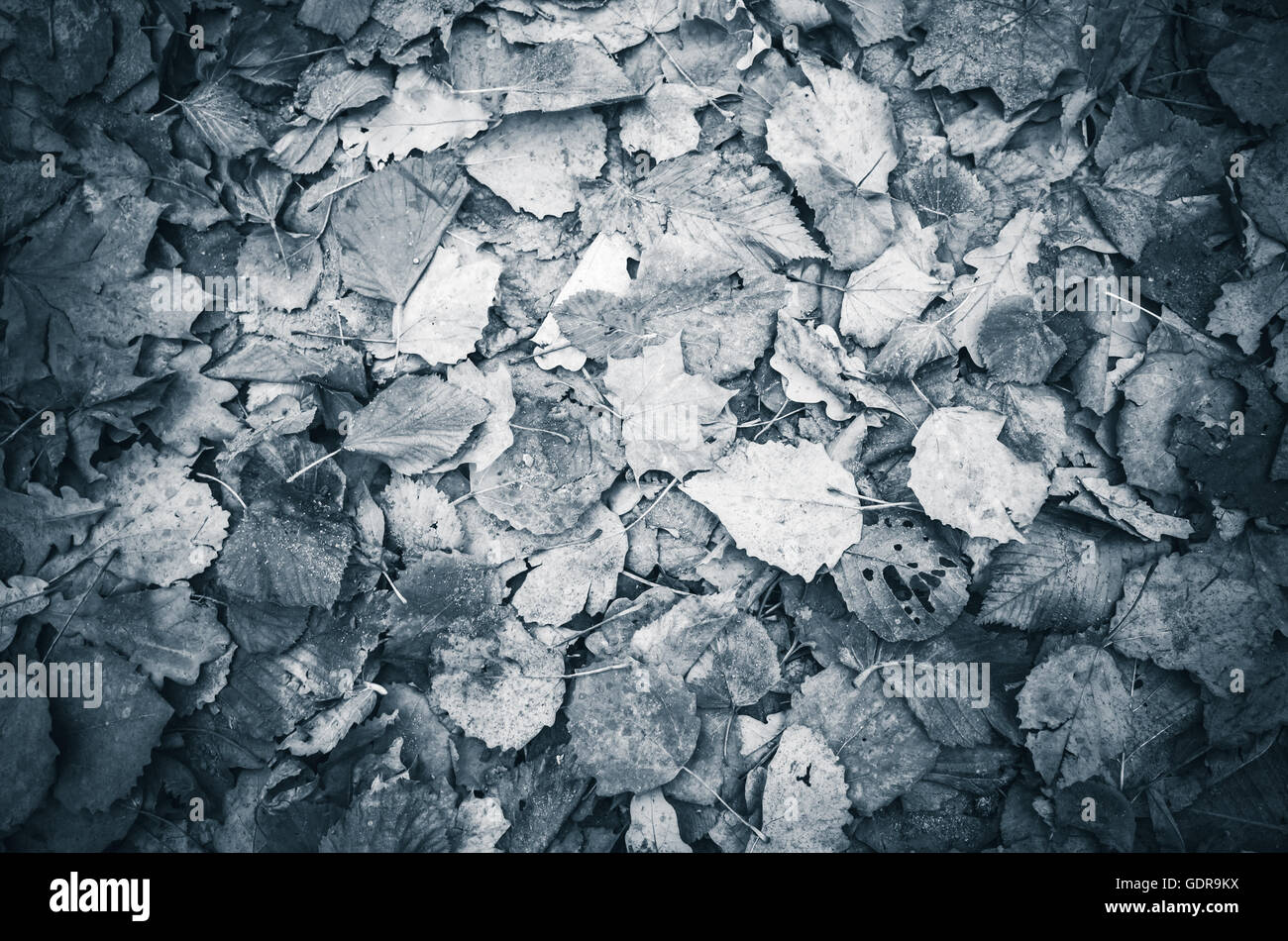 Herbstliche Blätter auf den Boden legen, blau getönten Hintergrund Fototexturen Stockfoto
