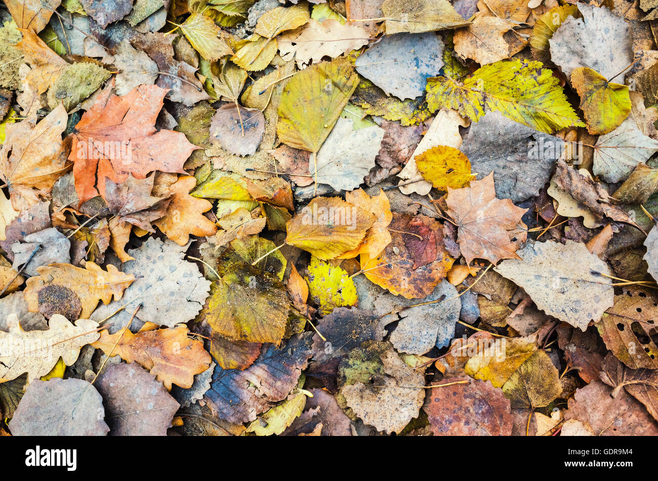 Bunte herbstliche Blätter auf den Boden, natürliche Foto Hintergrundtextur legen Stockfoto