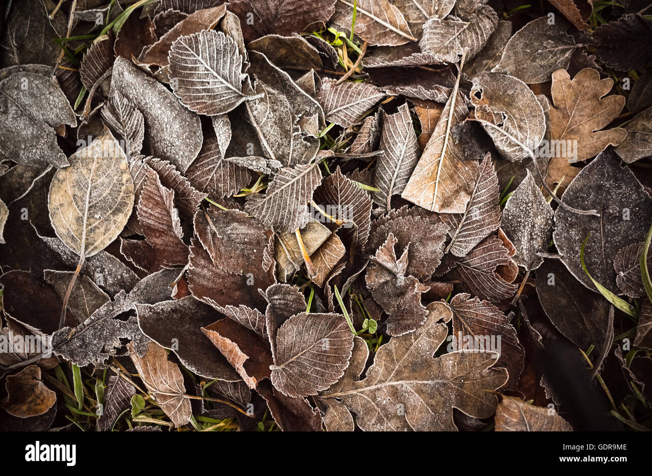 Herbstliche Blätter lag auf dem Boden im Park, natürlichen Hintergrund Fototexturen gefallen Stockfoto