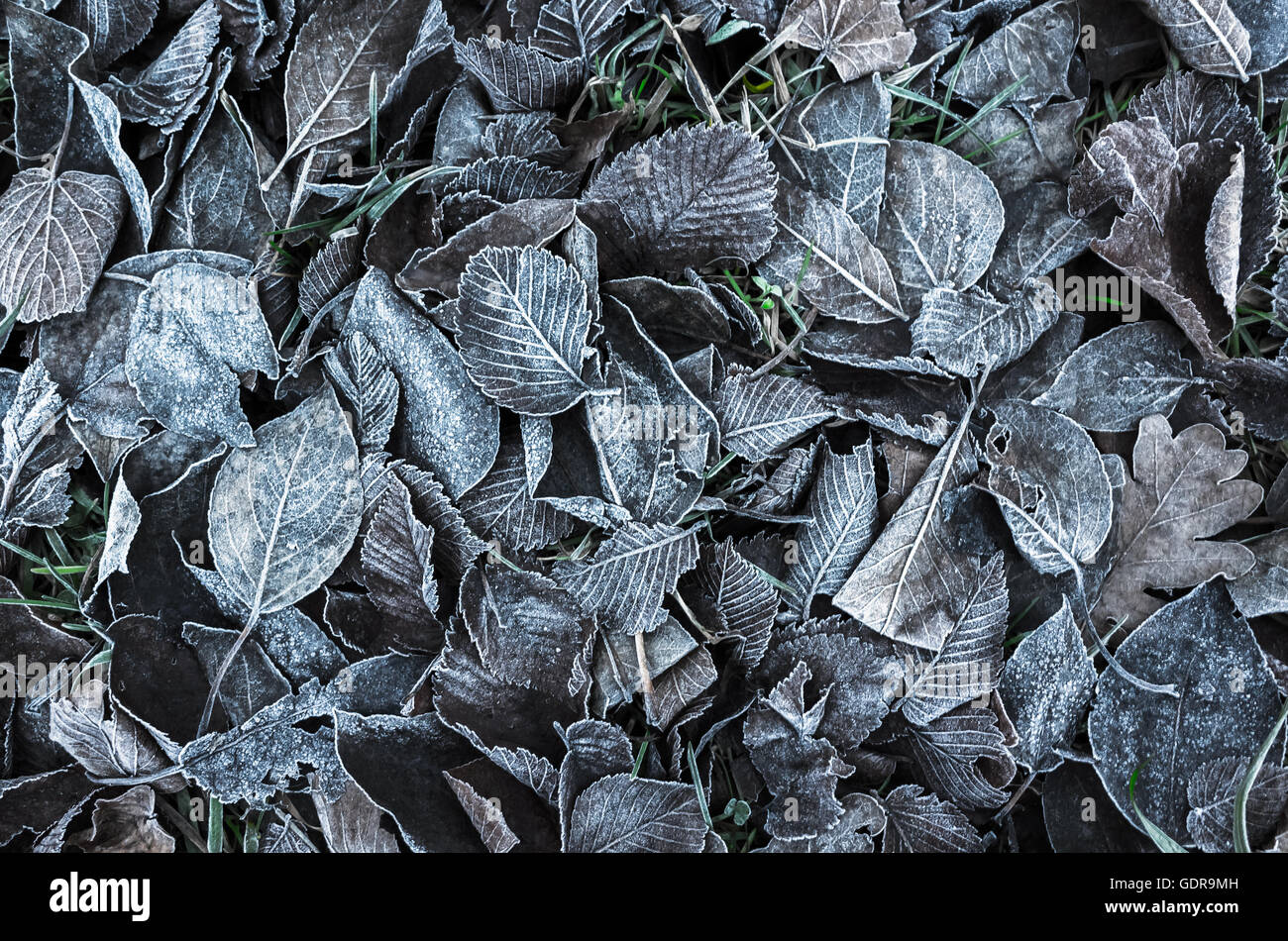 Herbstliche Blätter lag auf dem Boden, Foto Hintergrundtextur mit blauen Tonwertkorrektur Filter gefallen Stockfoto