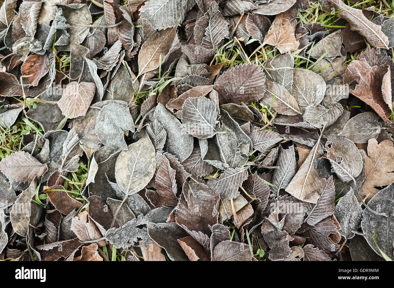 Herbstliche Laub auf den Boden, natürliche Foto Hintergrundtextur legen Stockfoto