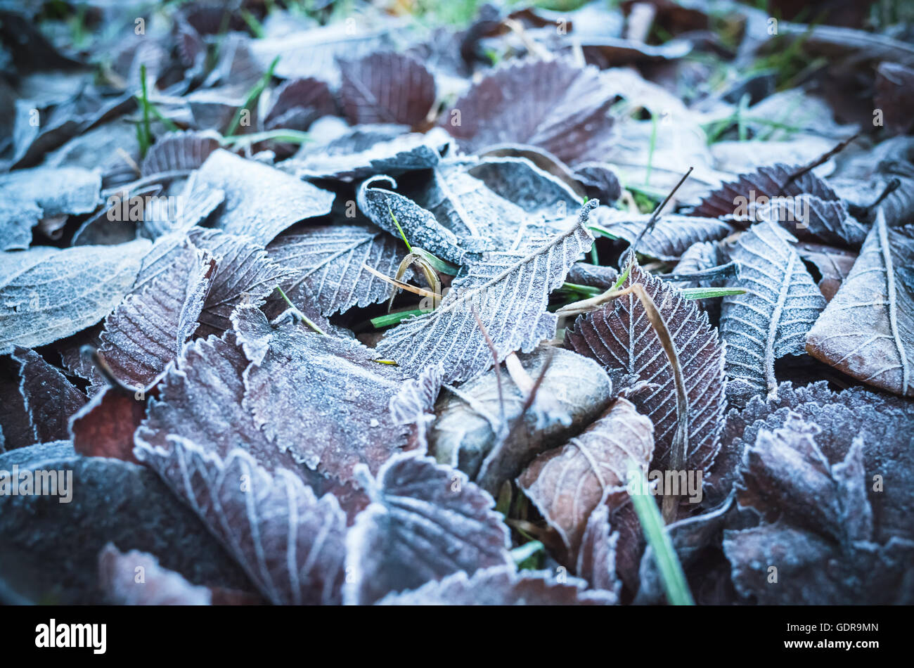 Herbstliche Blätter Lay auf Rasen mit Frost, stilisierte Foto mit blauen Tonwertkorrektur Filter gefallen Stockfoto