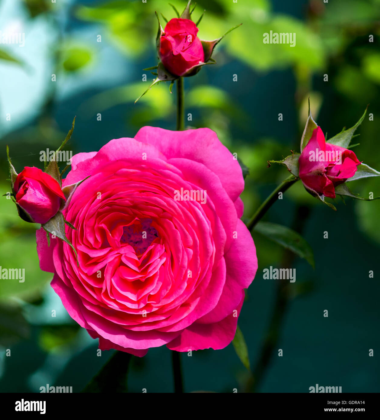 Rosa und rote rose mit Knospen Stockfoto