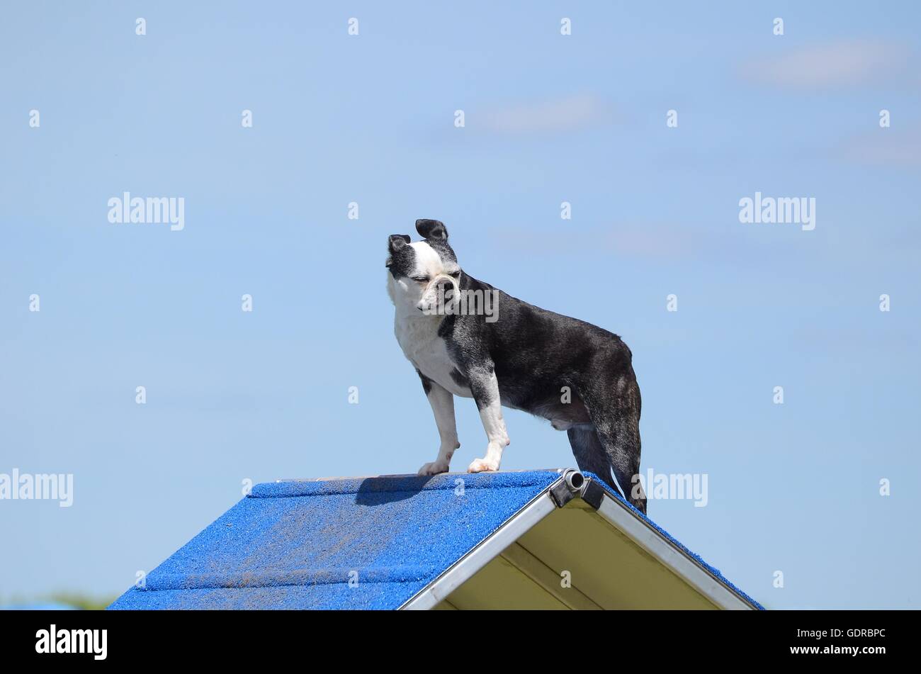 Boston Terrier stehend auf einer a-Frame bei Hund Agility Trial Stockfoto