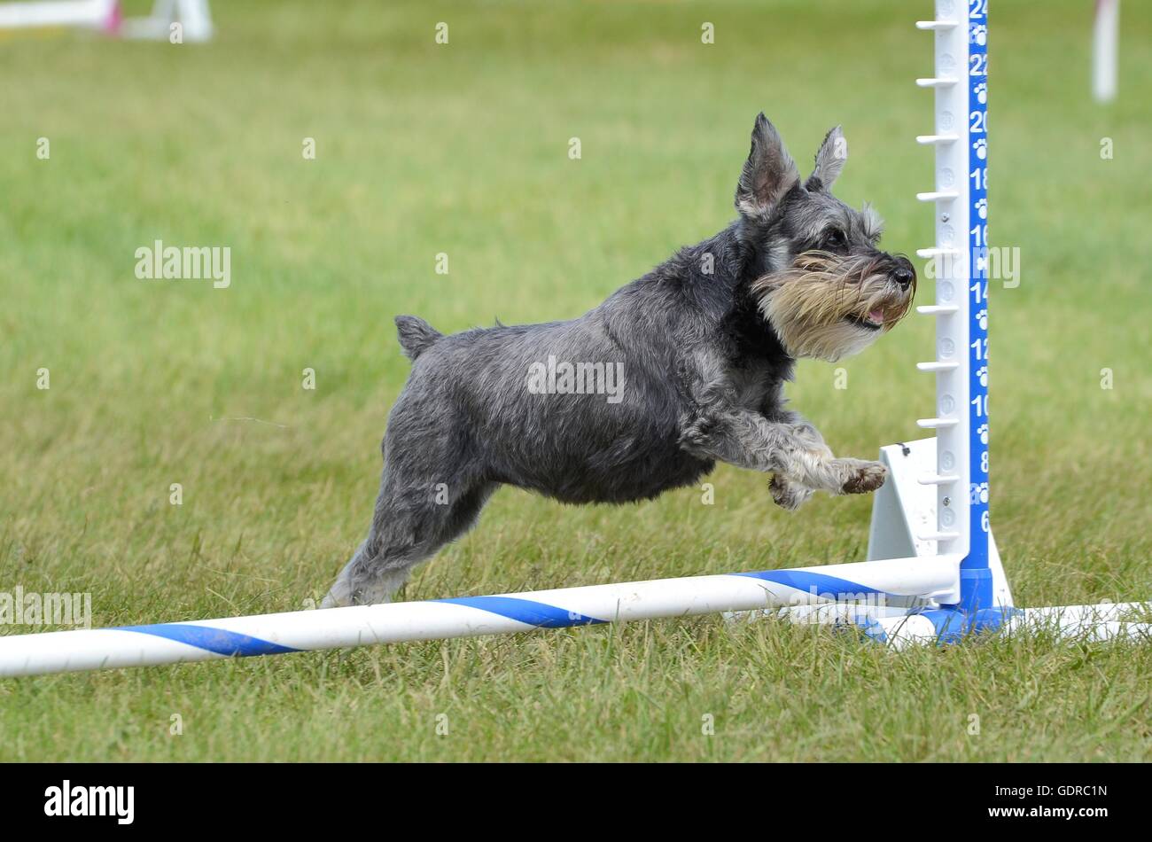 Zwergschnauzer, die über einen Sprung am Hund Agility Trial springen Stockfoto