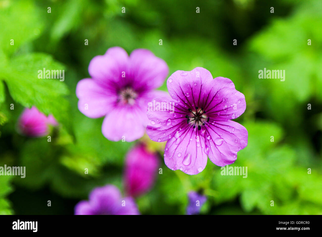 Blumen aus der Pflanze Betten Attraktion AtKew Gärten in der Nähe von London, Vereinigtes Königreich Stockfoto