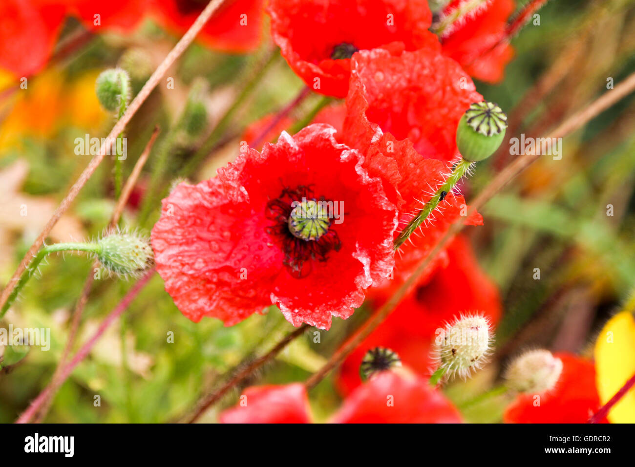 Blumen aus der Pflanze Betten Attraktion AtKew Gärten in der Nähe von London, Vereinigtes Königreich Stockfoto