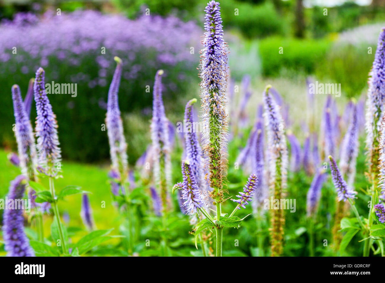 Blumen aus der Pflanze Betten Attraktion AtKew Gärten in der Nähe von London, Vereinigtes Königreich Stockfoto