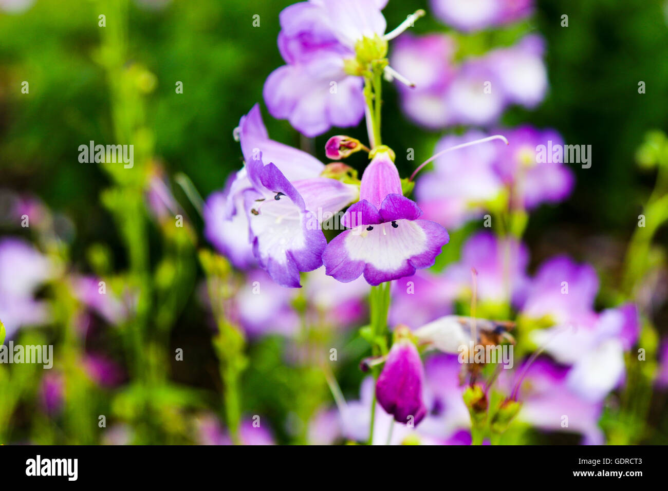 Blumen aus der Pflanze Betten Attraktion AtKew Gärten in der Nähe von London, Vereinigtes Königreich Stockfoto