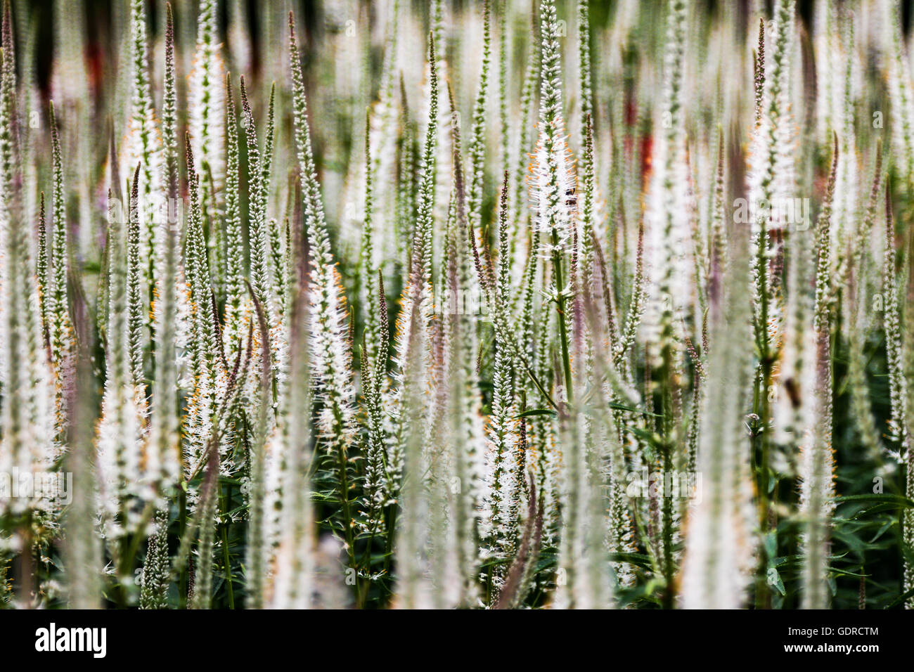 Blumen aus der Pflanze Betten Attraktion AtKew Gärten in der Nähe von London, Vereinigtes Königreich Stockfoto