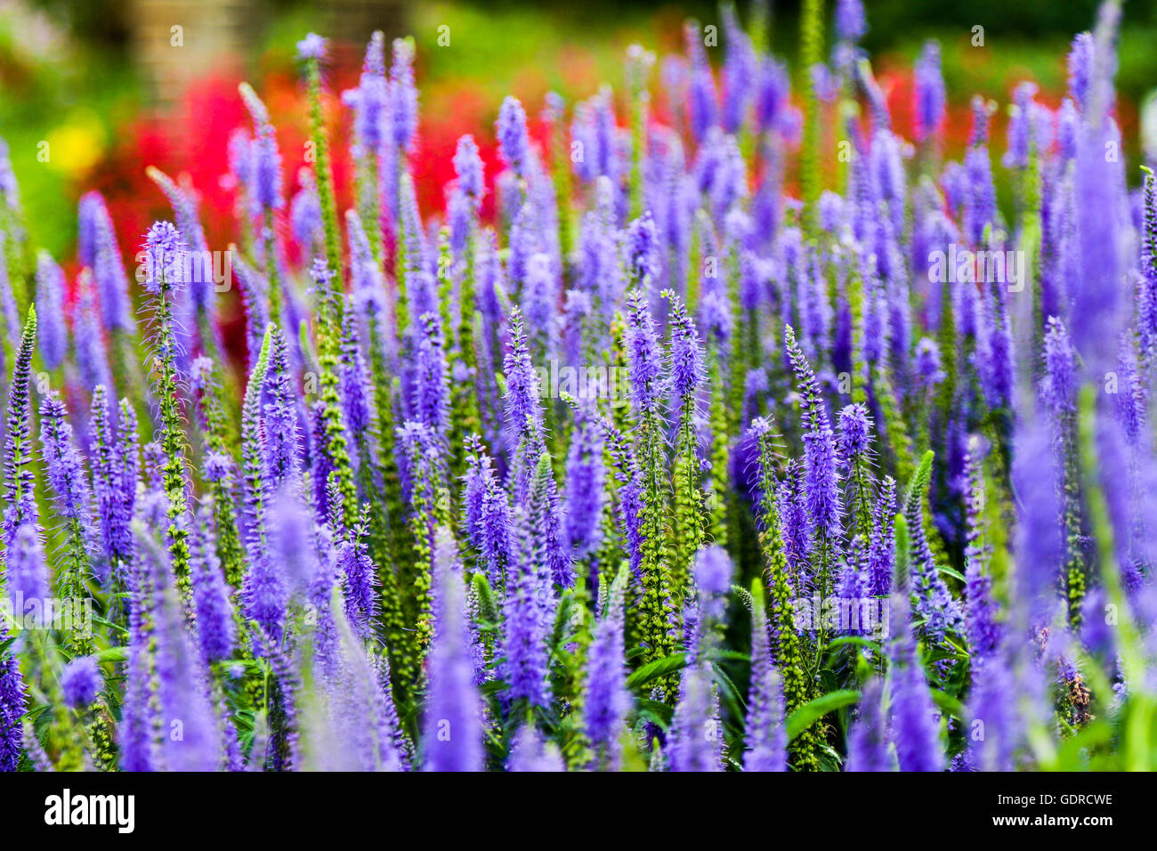 Blumen aus der Pflanze Betten Attraktion AtKew Gärten in der Nähe von London, Vereinigtes Königreich Stockfoto