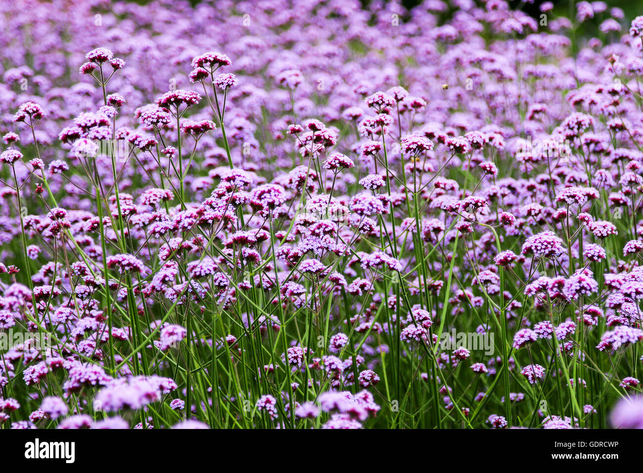 Blumen aus der Pflanze Betten Attraktion AtKew Gärten in der Nähe von London, Vereinigtes Königreich Stockfoto