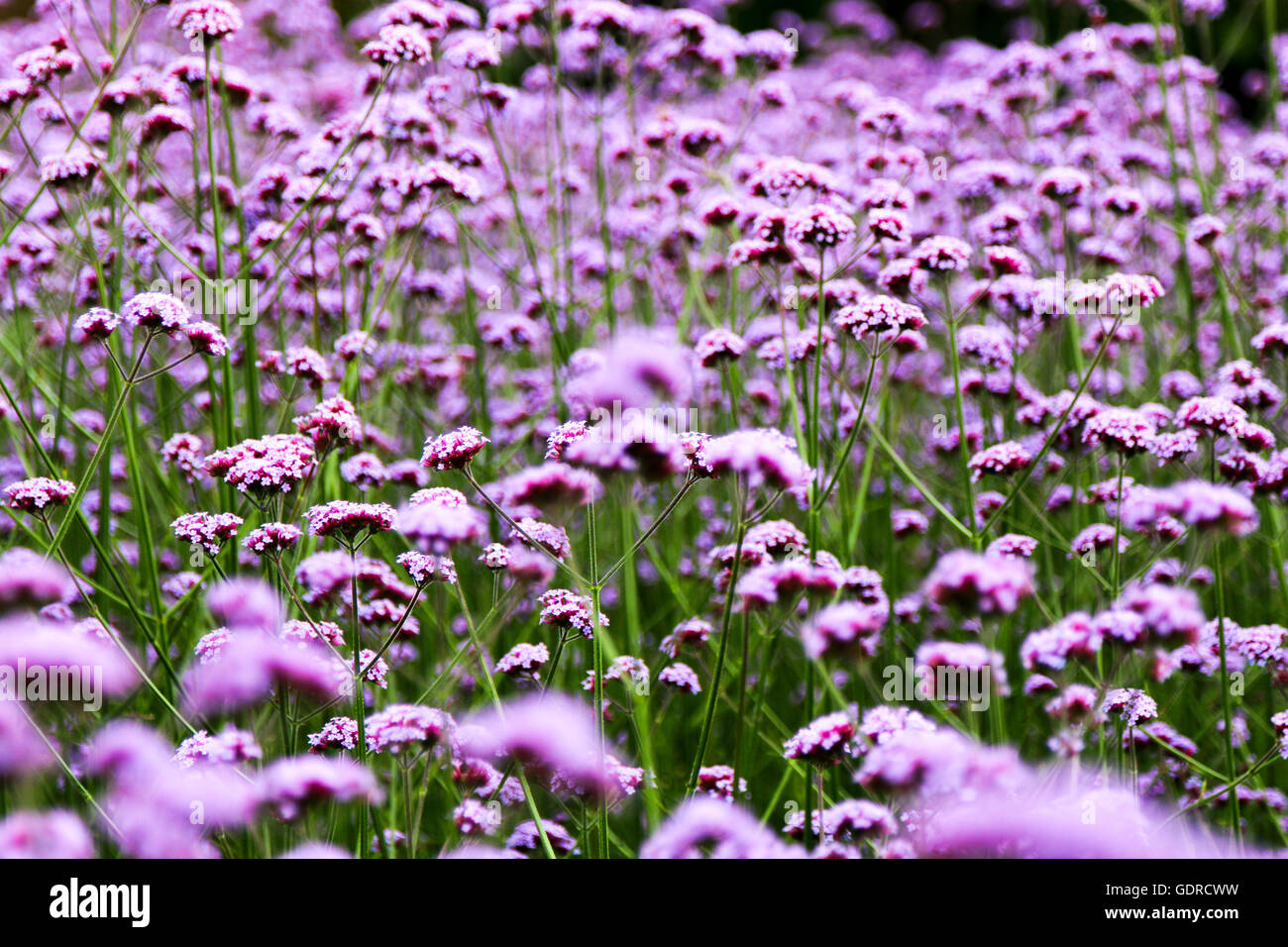 Blumen aus der Pflanze Betten Attraktion AtKew Gärten in der Nähe von London, Vereinigtes Königreich Stockfoto